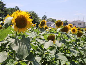 kanasugihimawari 018.jpg